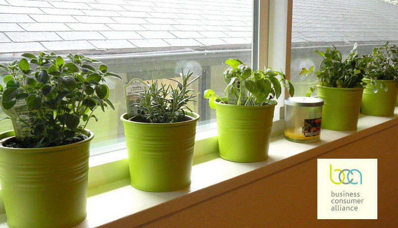 Why You Should Start an Herb Garden